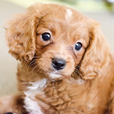 Meet Bear our gorgeous Cavoodle. Instagram: @bear_the_red_cavoodle