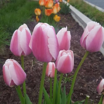 Nighat44003082's profile picture. 