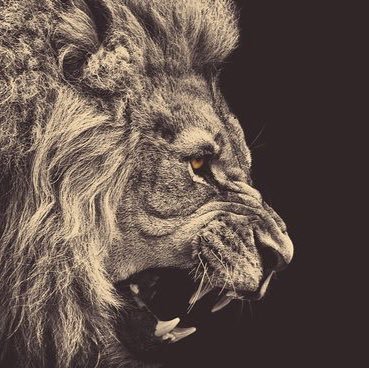 DominicEdwin14's profile picture. Christian High Junior Eagles Offensive and Defensive Lineman| Leader Of Toxic |