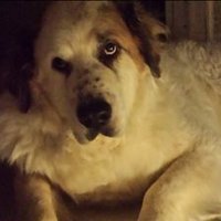 tdf (@lorddolan6) 's Twitter Profile