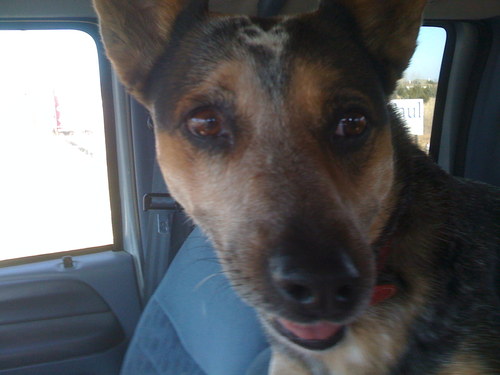 dinahSBR's profile picture. 