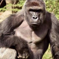 Sirus VBD Gorilla (@vbdmaker) 's Twitter Profile