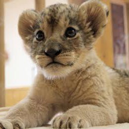 chugoku_waka44's profile picture. 月刊誌「致知」を題材にした勉強会『致知若獅子の会』を中国地方（主に広島、岡山）で開催中。“中国地方の若者が輝く未来を創造する”をVisionとして、月に１度、35歳以下の参加者で「致知」の学びを深めています。 お問合せ先: chugokuwakajishi@gmail.com