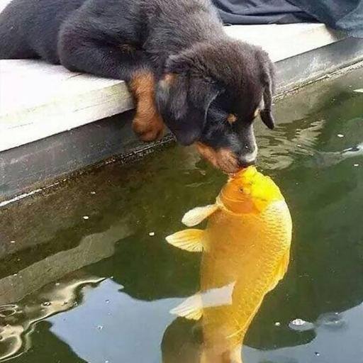 RoniGTor's profile picture. 