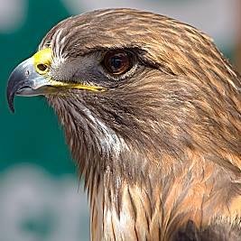 Home - ORANGE COUNTY BIRD OF PREY CENTER