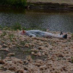 MJRW_Stewards's profile picture. 