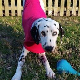 A spot for my adventures! I'm the @adoptaspot #Dalmatian Rescue Ambassador. I have an inoperable liver shunt, but doing well with medical management.