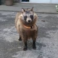 teruteruboy0107's profile picture. 金沢のバンドマンもどき 単位ほしい