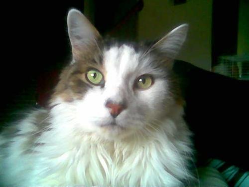 AvonMaine's profile picture. 