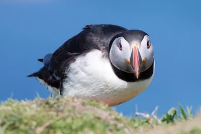 Peter__Starling's profile picture. 