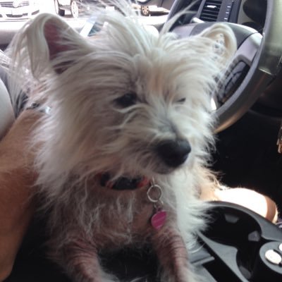 wamoulds's profile picture. We need to do something or we will continue to do with nothing! Westie, Labradoodle and Mixed Mutts 4ever!