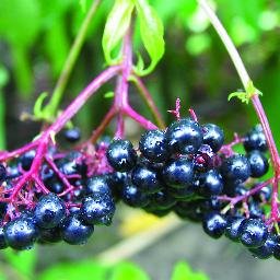 Helping #Diabetics control their symptoms naturally with 100% #organic #aronia arcticles, case studies, info https://t.co/nqyJ6JhQAw