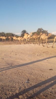 preform4287's profile picture. 