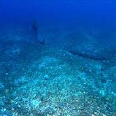 Seaf1oor's profile picture. 