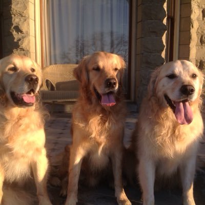 3 adorable Goldens from beautiful Victoria, BC. 🇨🇦 Murphy (09/30/2012) & his 2 sons Findlay & Reilly (08/17/2013). Keeping life interesting for the humans!