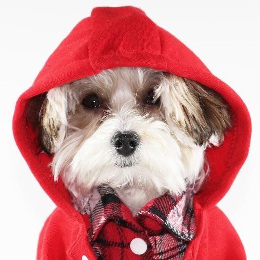 🐶 Maltese Yorkshire Terrier https://t.co/9NWmfHR0Tz 📺Seen on ABC Nightline👇https://t.co/SfMsQ2VdTU hermaninthehood@gmail.com