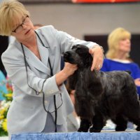 Shannon patten - @DogShowShannon Twitter Profile Photo