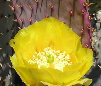 Retired cactus grower.
Retired due to health reasons.
Now I'm doing computer graphics and making videos
