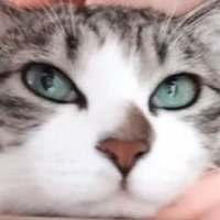 「津久井・橋本・八王子」犬猫の会 (@thh_inuneko_res) 's Twitter Profile Photo 「津久井・橋本・八王子」犬猫の会 (@thh_inuneko_res) 's Twitter Profile Photo