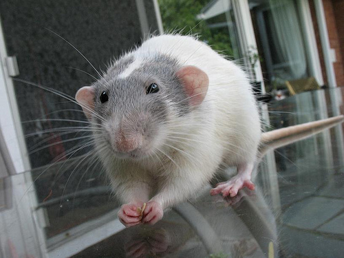 The hippest blue capped dumbo rat you'll ever meet, that's for sure!