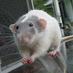Gus the Rat (@GusPee) Twitter profile photo