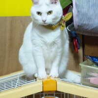 三味線の素A (@shamisena) 's Twitter Profile