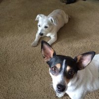 SF Fitzgerald (@ephsfitz) 's Twitter Profile