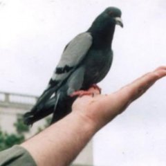 gulsumbilgecan's profile picture. dededen CHP li, Tam bağımsız ve demokrat TÜRKİYE sevdalısı