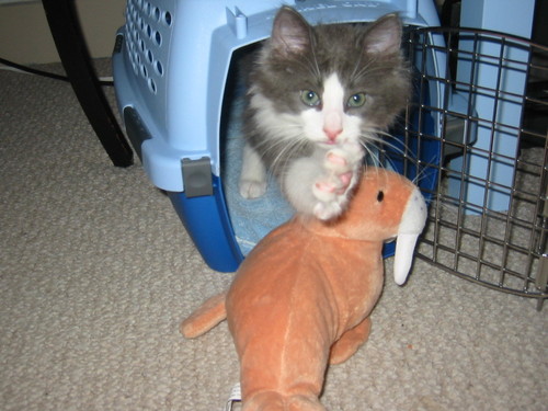 arielbstarr's profile picture. part-time mermaid