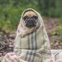 Wise Old Puppy (@wiseoldpuppy) 's Twitter Profile
