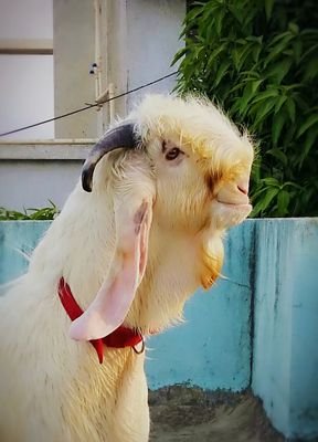Hello frnds
      I have Extreme quality goats
any hobbyist wnt 2 purchase feel free and text your detail and requirement.
