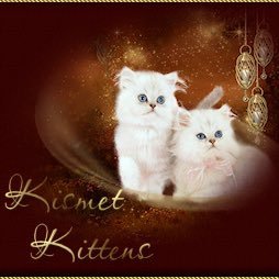 Official Kismet Teacup Persian Kittens