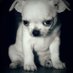 SweetSoulsOfYulin... (@_neurocrispy_) Twitter profile photo SweetSoulsOfYulin... (@_neurocrispy_) Twitter profile photo