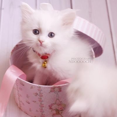 rammma_15's profile picture. ‏‏كُل آلأشْآَاءْ تَرحَلْ و لآ تعُودْ إلآ آلدُعَآءْ يَرحَلْ بآلرَجَآءْ و يَعُودْ بآلعَطَآءْ  ..♡