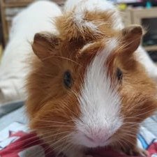 モカ アビシニアンモルモット飼ってる方でつむじ毛生えてないよって方いませんか うちのモカしゃんつむじのとこハゲ てるきがしてーアビシニアンモルモットってそんなもんなのかなぁ モカ アビシニアンモルモット飼ってる方でつむじ毛生えてないよって方いませんか うちのモカしゃんつむじのとこハゲ てるきがしてーアビシニアンモルモットってそんなもんなのかなぁ