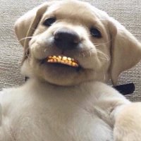 Monk (@monk) 's Twitter Profile