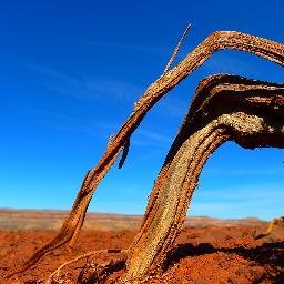 In search of soil: not without toil, but worth the spoil. #foodforthought #lifehacks #sarcasm #irony #humanity #politics We tease you because we love you.