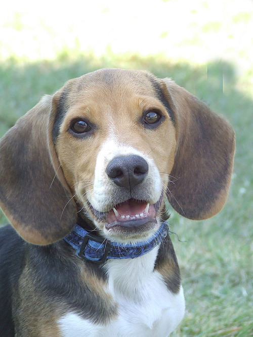 beagleSA's profile picture. All things BEAGLE! Updates on field days in South Africa - Gauteng. Looking to meet Beagle Friends from all over the world