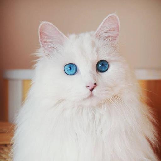 超癒し 猫ちゃんgif画像集 Nekogif Iyasare Twitter