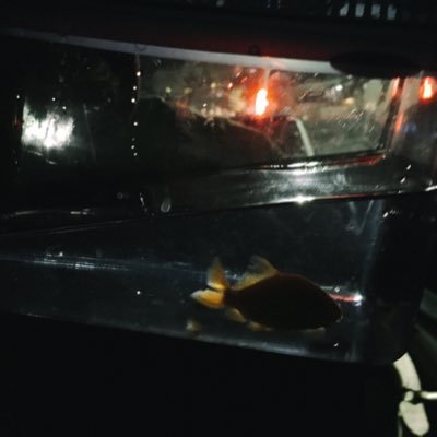 cat_mug's profile picture. HELLO I AM ANNOYING AND GAY