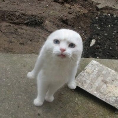 たっくロス モッズ系猛禽類 Tackcloth Twitter たっくロス モッズ系猛禽類 Tackcloth Twitter