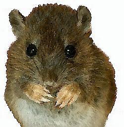 meerschwein007's profile picture. 