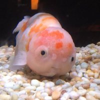 ばななsplit♬ (@bananasplitkey) Twitter profile photo