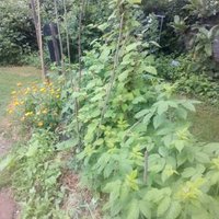 Growing in Haringey (@growinharingey) 's Twitter Profile