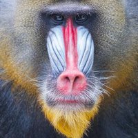 Peter Bölker (@pboe51) Twitter profile photo