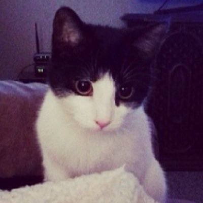 vikelacc's profile picture. 