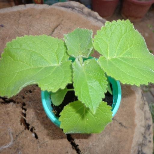 Paulownia On Twitter Paulownia طريقتي في تشتيل شجرة الباولونيا