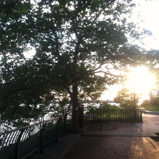 Arlene_the_Tree's profile picture. I&#039;m one of 84 mature London Plane Trees that create a shelterbelt on the public access riverfront walkway around the Society Hill community in Jersey City, NJ