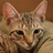 Solema's profile image