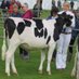 SummerRose Holsteins (@bronteholsteins) Twitter profile photo SummerRose Holsteins (@bronteholsteins) Twitter profile photo